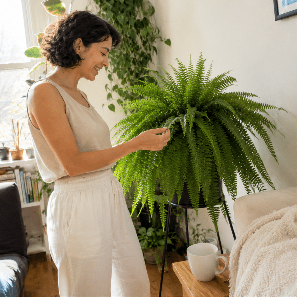 What Does "Faux" Mean? Faux vs. Artificial vs. Silk Plants - TidyPlant