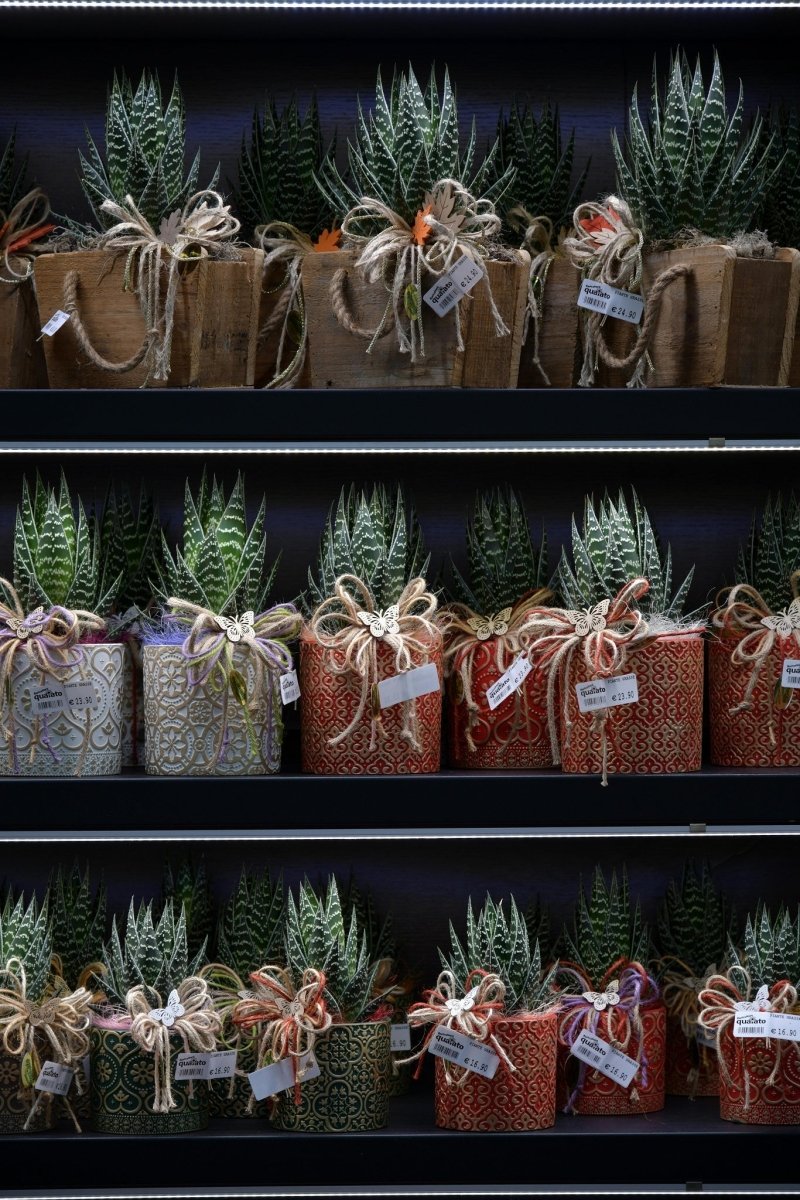 Corporate Gifts - TidyPlant