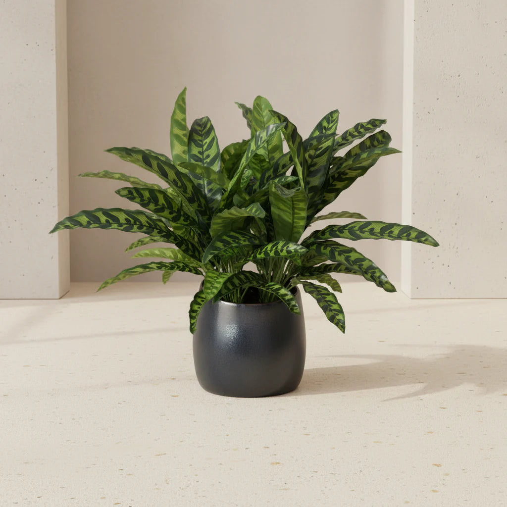 Indoor - TidyPlant