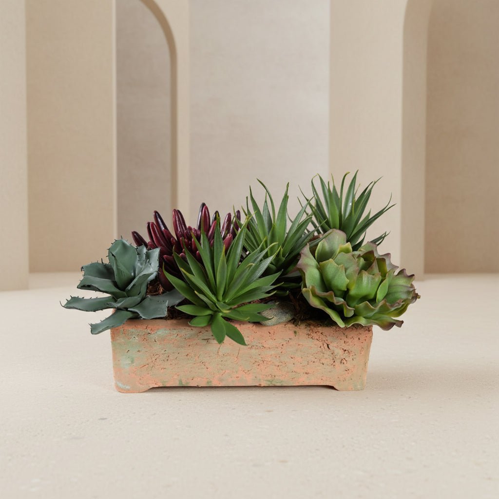 Succulents - TidyPlant