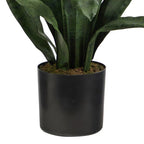 2' Sansevieria Snake Plant - TidyPlant