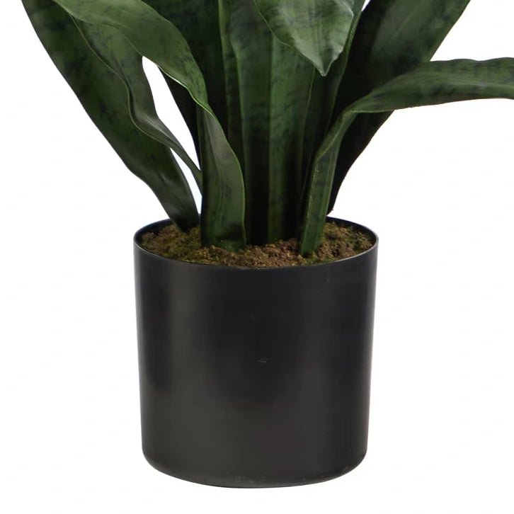 2' Sansevieria Snake Plant - TidyPlant