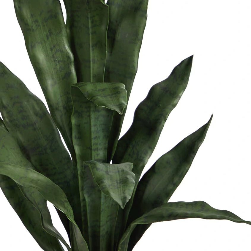 2' Sansevieria Snake Plant - TidyPlant