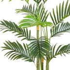 3.5' Areca Palm Tree - TidyPlant