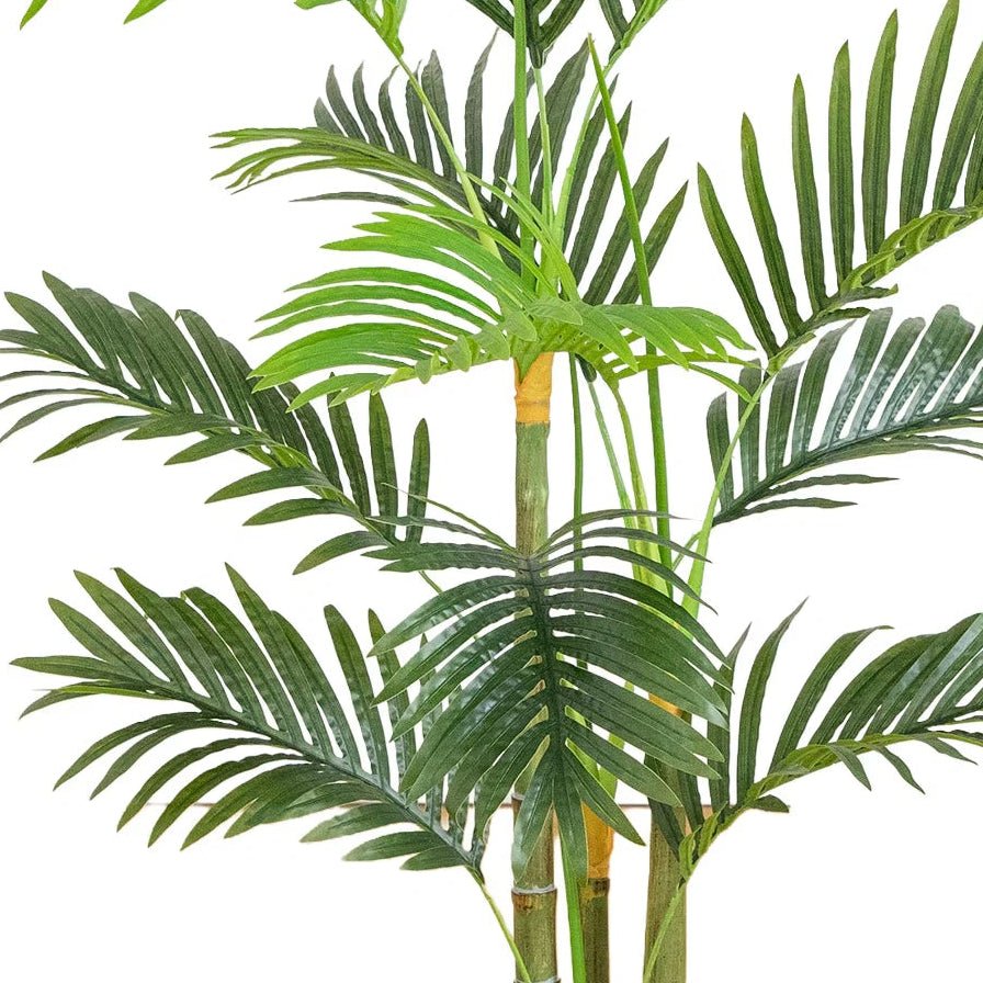 3.5' Areca Palm Tree - TidyPlant