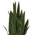 3.5' Sansevieria Snake Plant - TidyPlant
