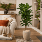 4' Dracaena Plant - Realistic Faux - TidyPlant