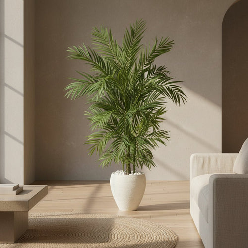 5' Areca Palm Tree - TidyPlant