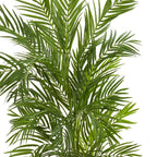 5' Areca Palm Tree - TidyPlant