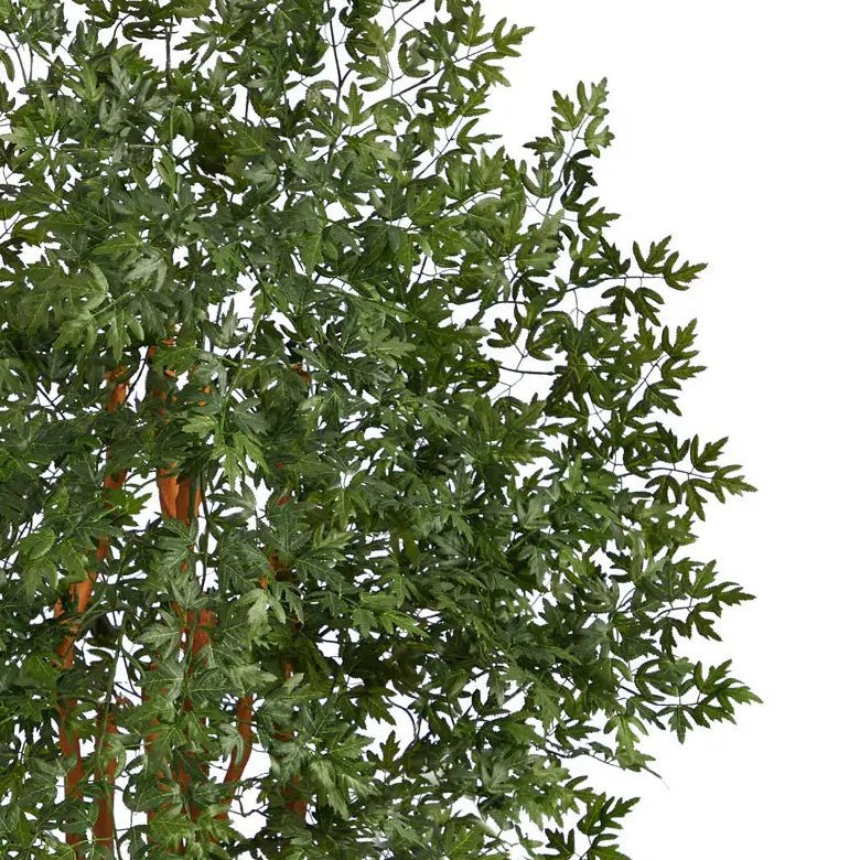 5' Variegated Aralia Tree - TidyPlant