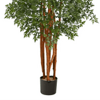 5' Variegated Aralia Tree - TidyPlant