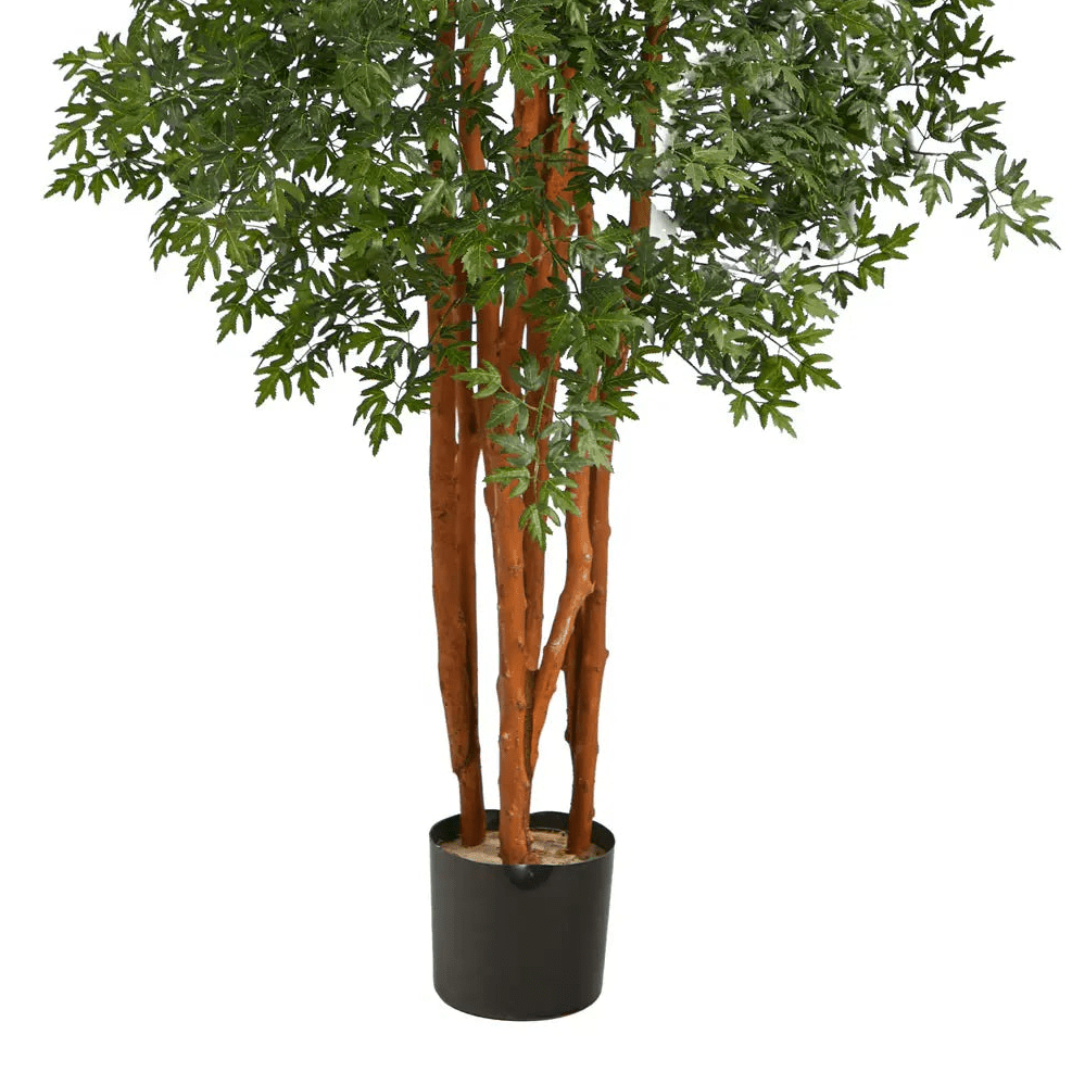 5' Variegated Aralia Tree - TidyPlant