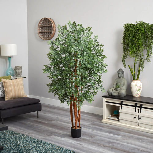 5' Variegated Aralia Tree - TidyPlant