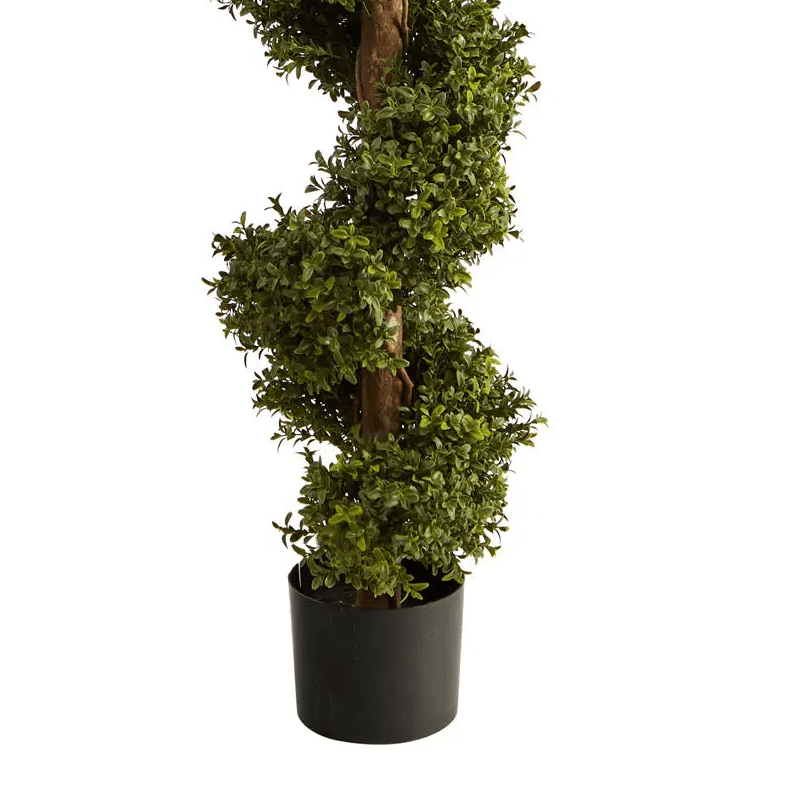 6’ Boxwood Spiral Topiary - TidyPlant