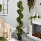 6’ Boxwood Spiral Topiary - TidyPlant