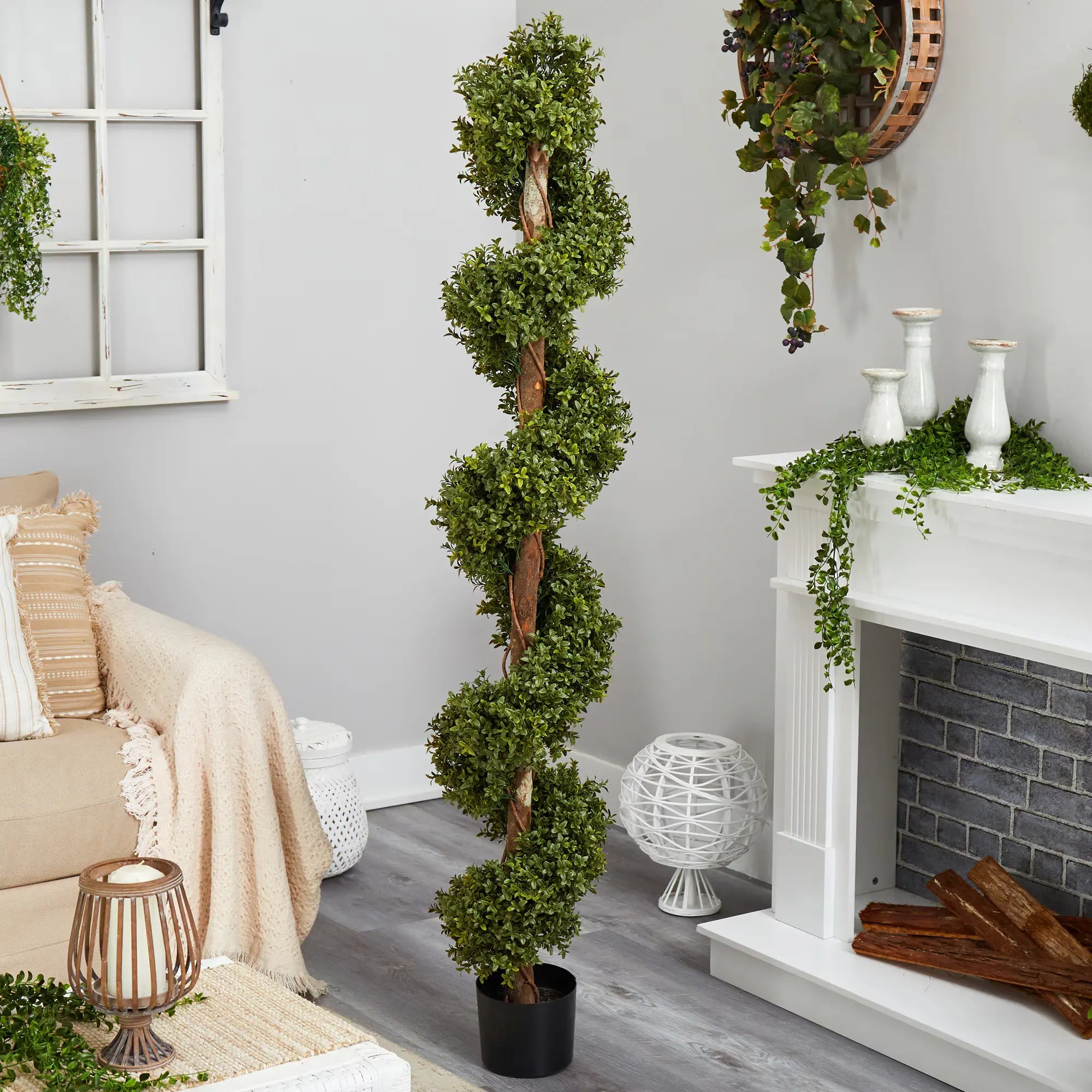 6’ Boxwood Spiral Topiary - TidyPlant