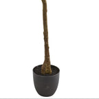 6' Rubber Leaf Tree - TidyPlant