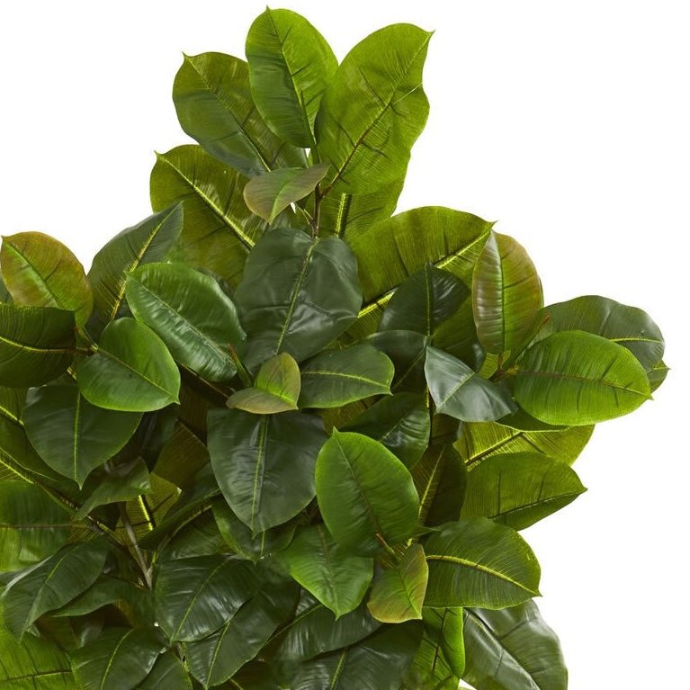 6' Rubber Leaf Tree - TidyPlant