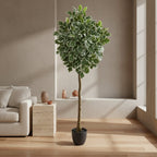 6' Variegated Aralia Tree - TidyPlant