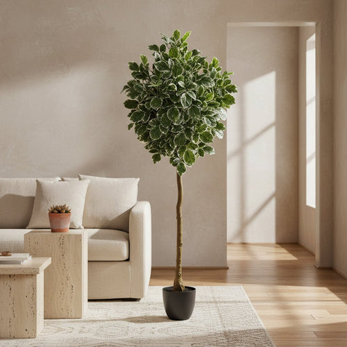6' Variegated Aralia Tree - TidyPlant
