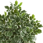 6' Variegated Aralia Tree - TidyPlant