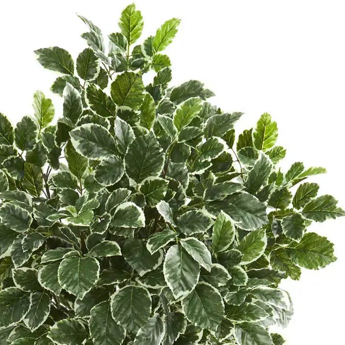 6' Variegated Aralia Tree - TidyPlant