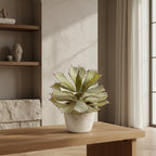 Green succulent plant in a white pot on a white background