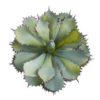 Top-down view of a green succulent plant with spiky edges on a white background