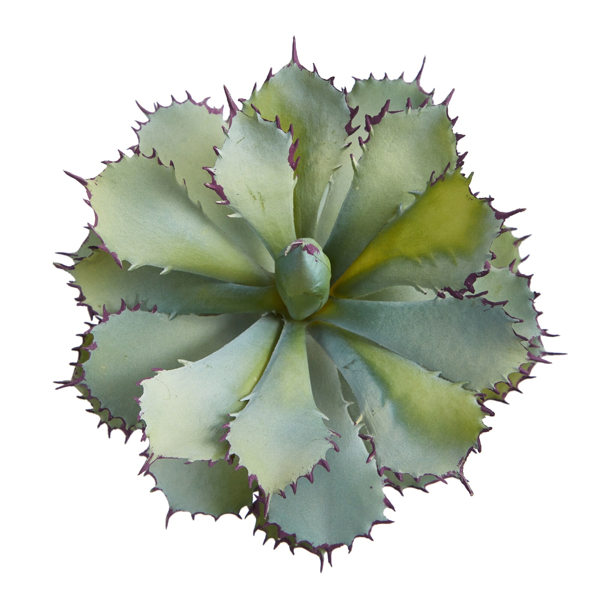 Top-down view of a green succulent plant with spiky edges on a white background