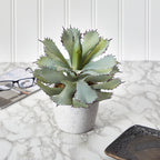 Potted succulent plant on a marble surface with a white paneled wall in the background