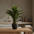 Potted plant with green leaves on a white background