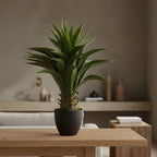 Potted plant with green leaves on a white background