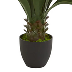 Tall Agave Plant