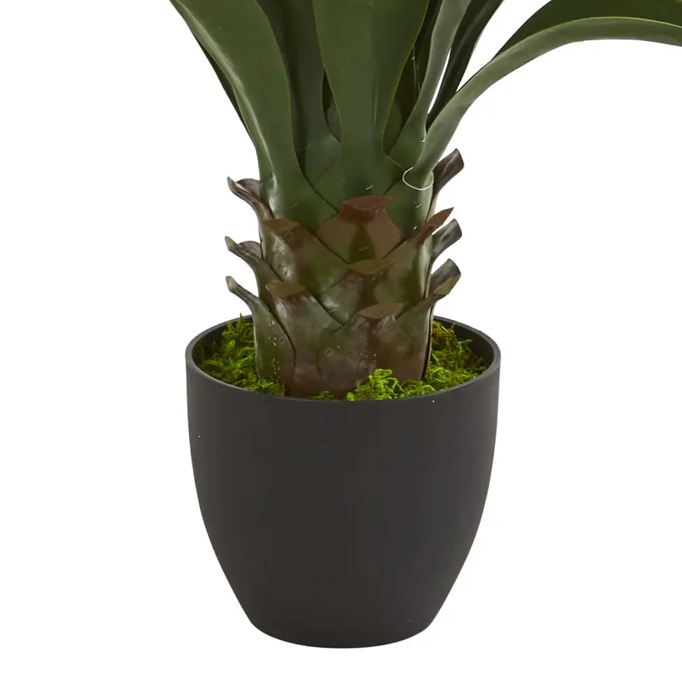 Tall Agave Plant