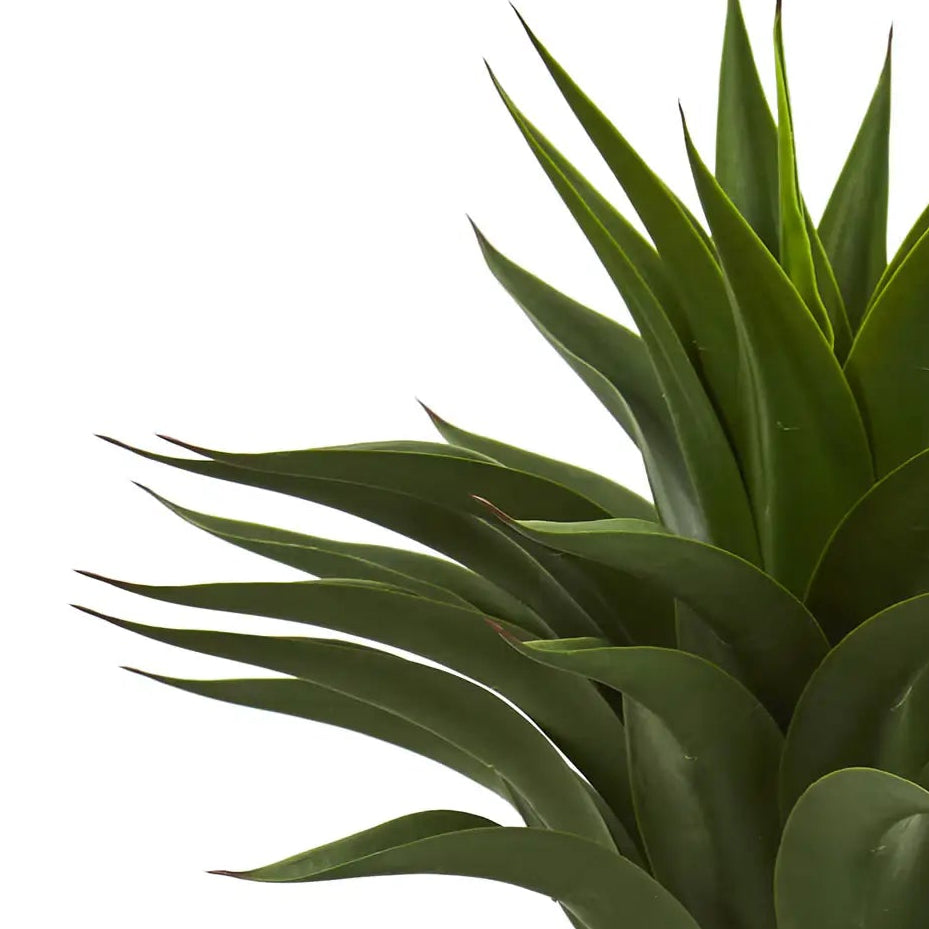 Tall Agave Plant