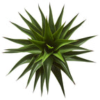 Tall Agave Plant