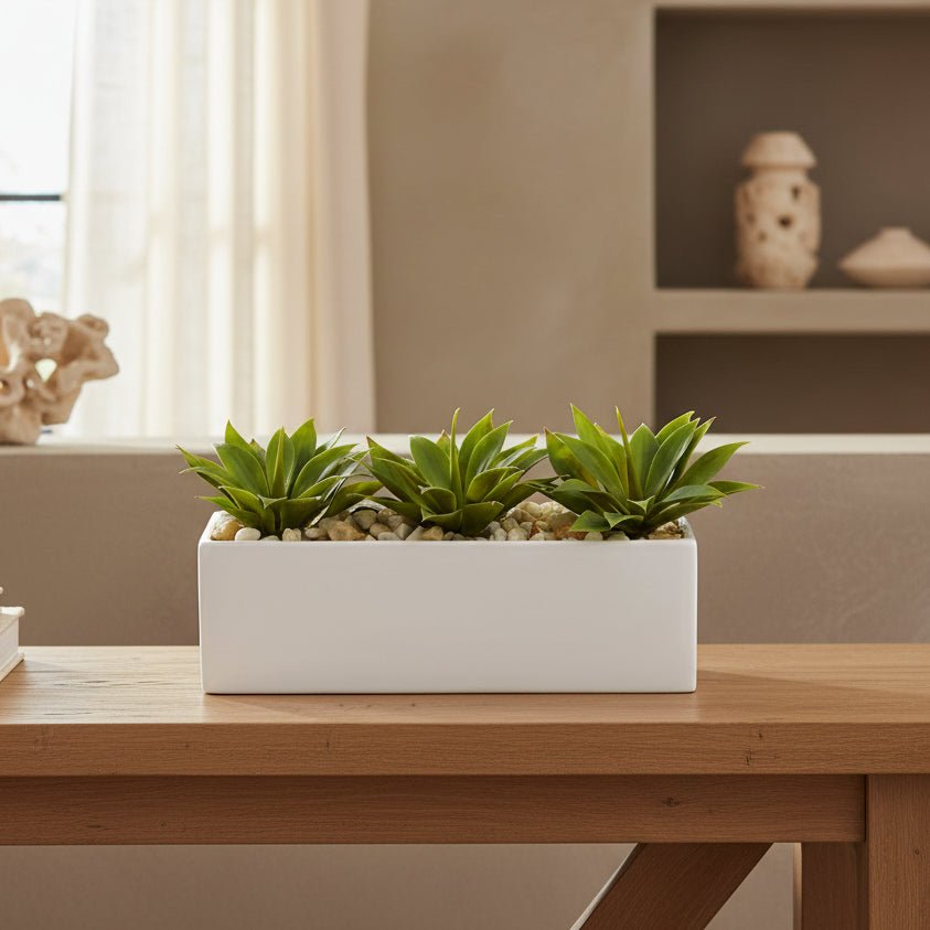 Agave Garden Arrangement - TidyPlant
