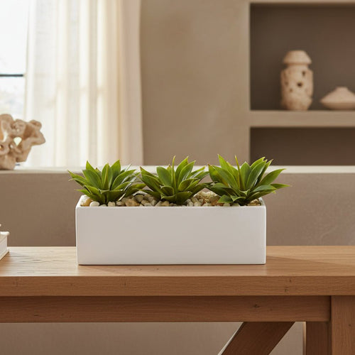 Agave Garden Arrangement - TidyPlant