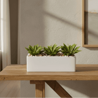 Agave Garden Arrangement - TidyPlant