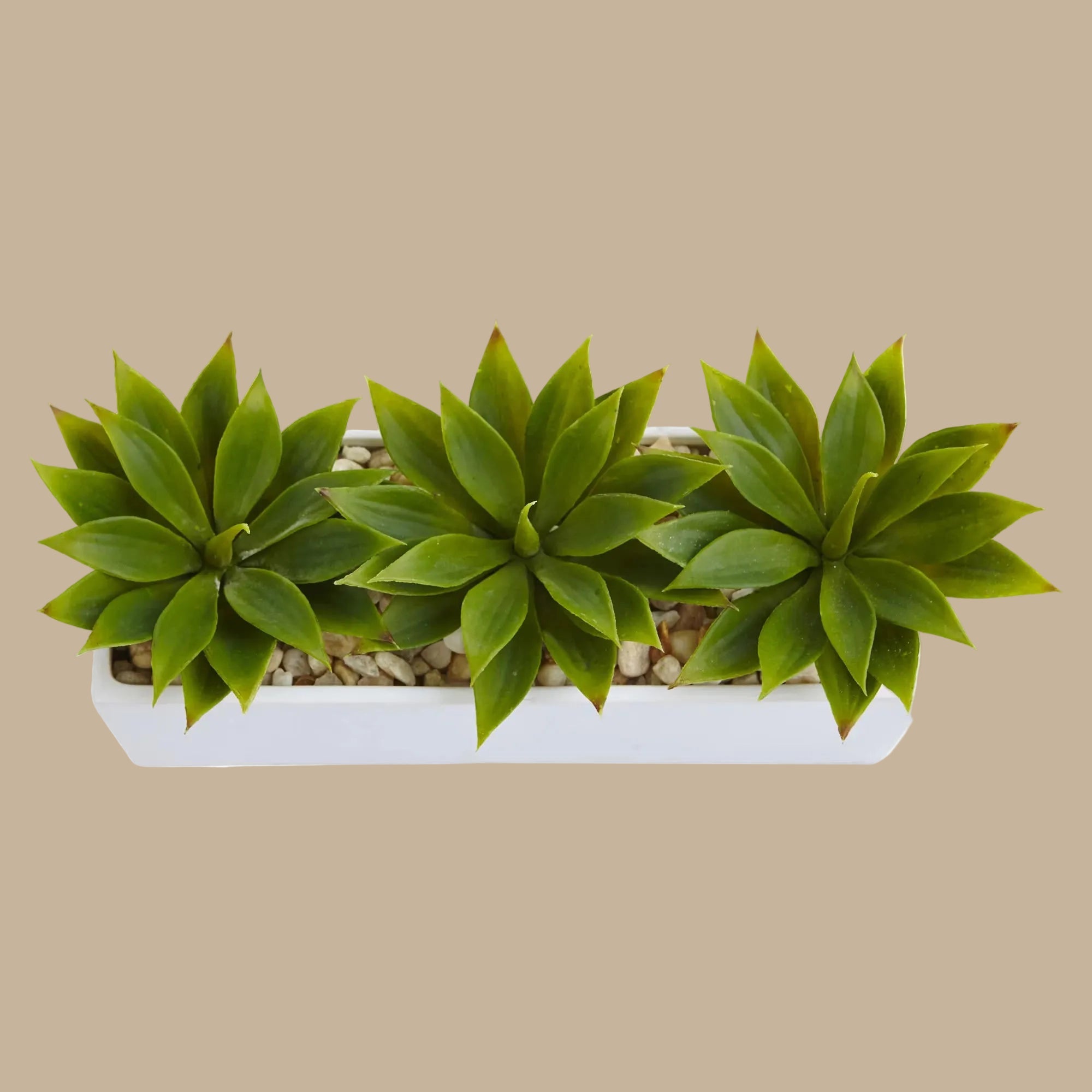 Agave Garden Arrangement - TidyPlant