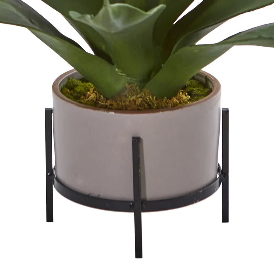 Agave Succulent - TidyPlant