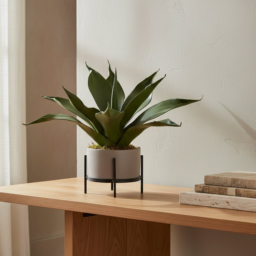 Agave Succulent - TidyPlant