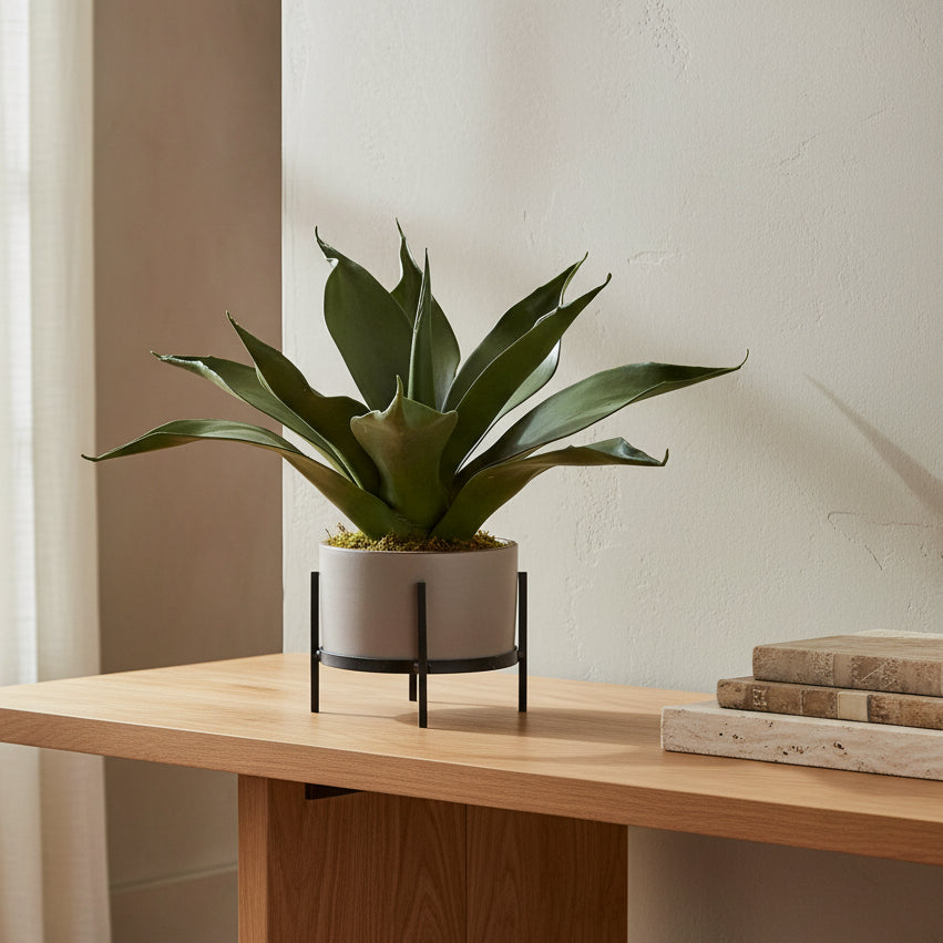 Potted plant with large green leaves on a white background