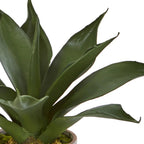 Potted plant with large green leaves on a white background