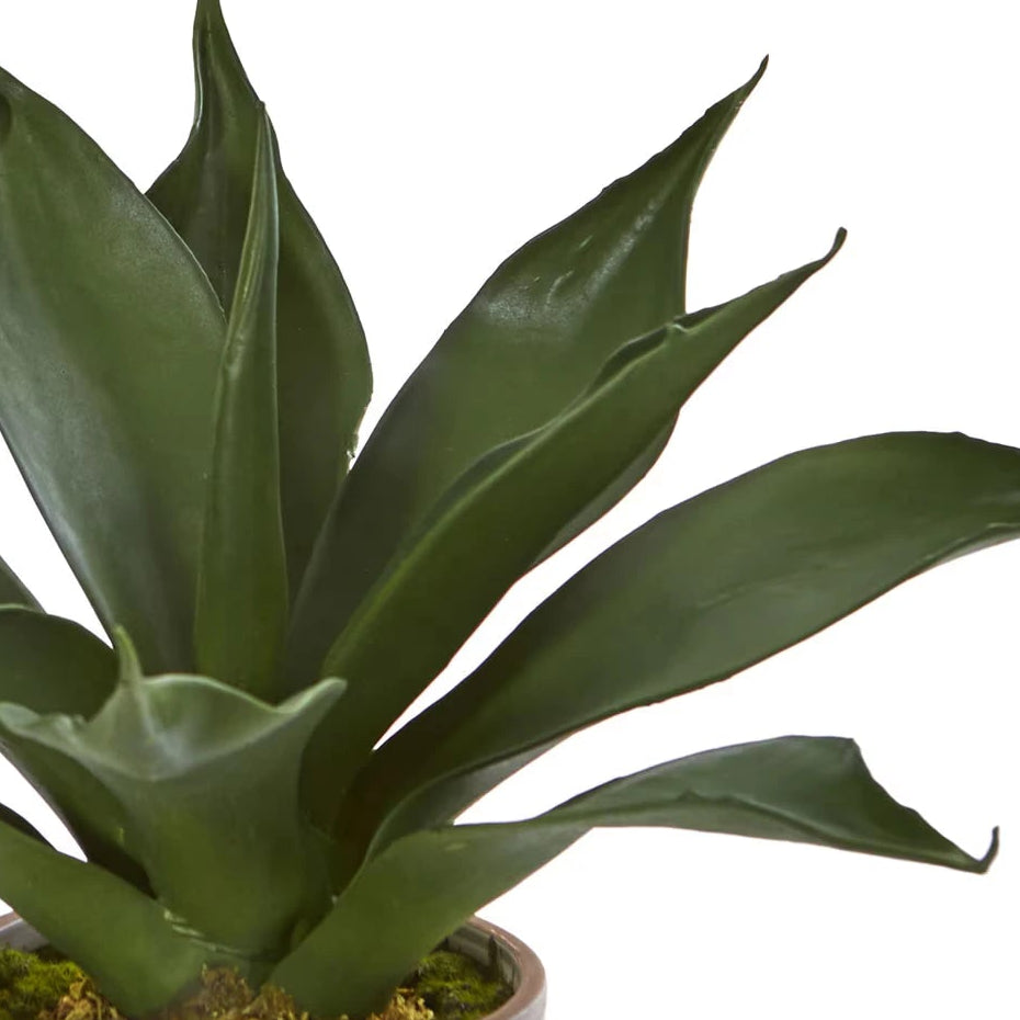Potted plant with large green leaves on a white background