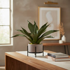 Potted plant with large green leaves on a white background