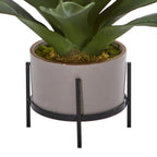 Agave Succulent