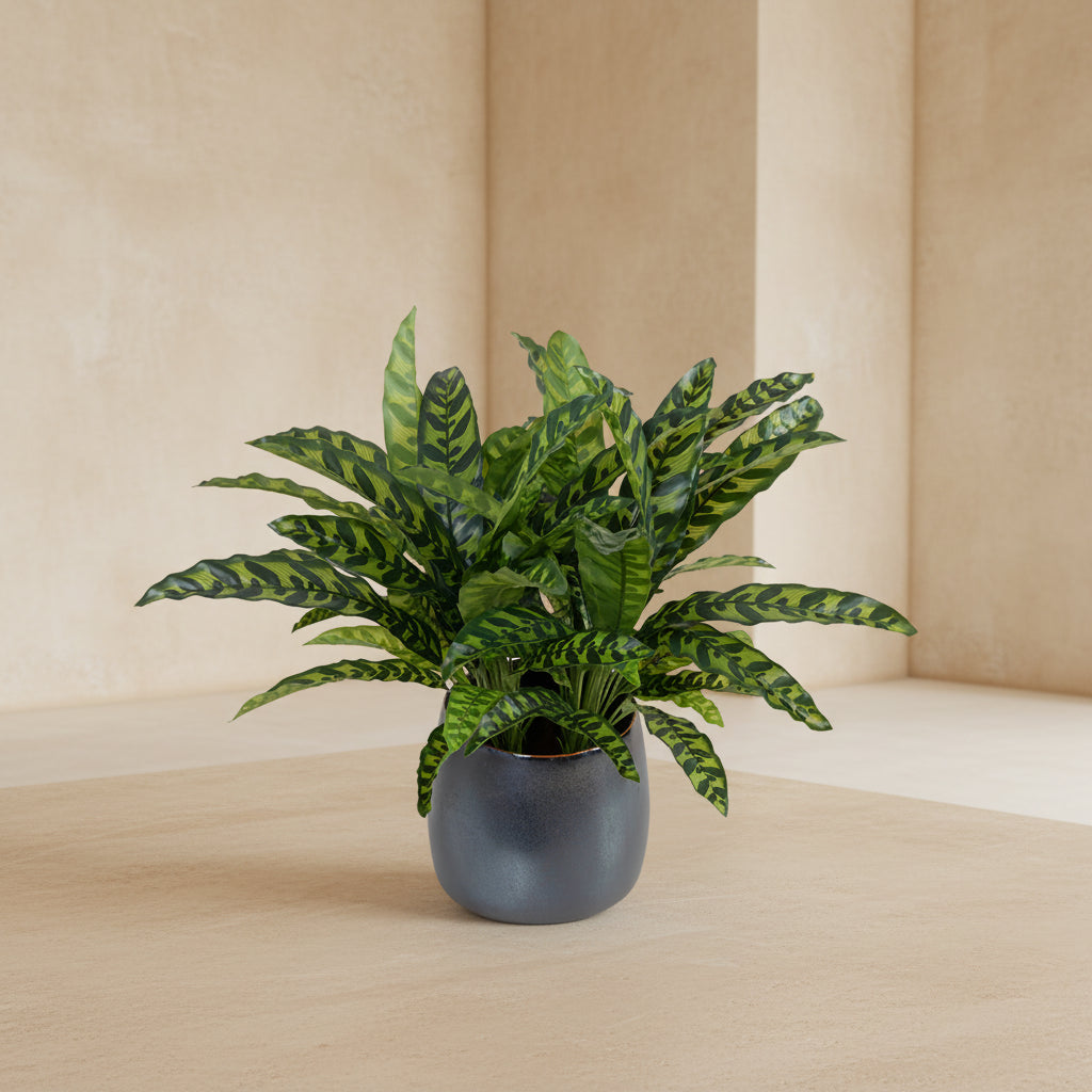 Aglaonema Plant - TidyPlant