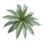 Aloe Succulent - TidyPlant