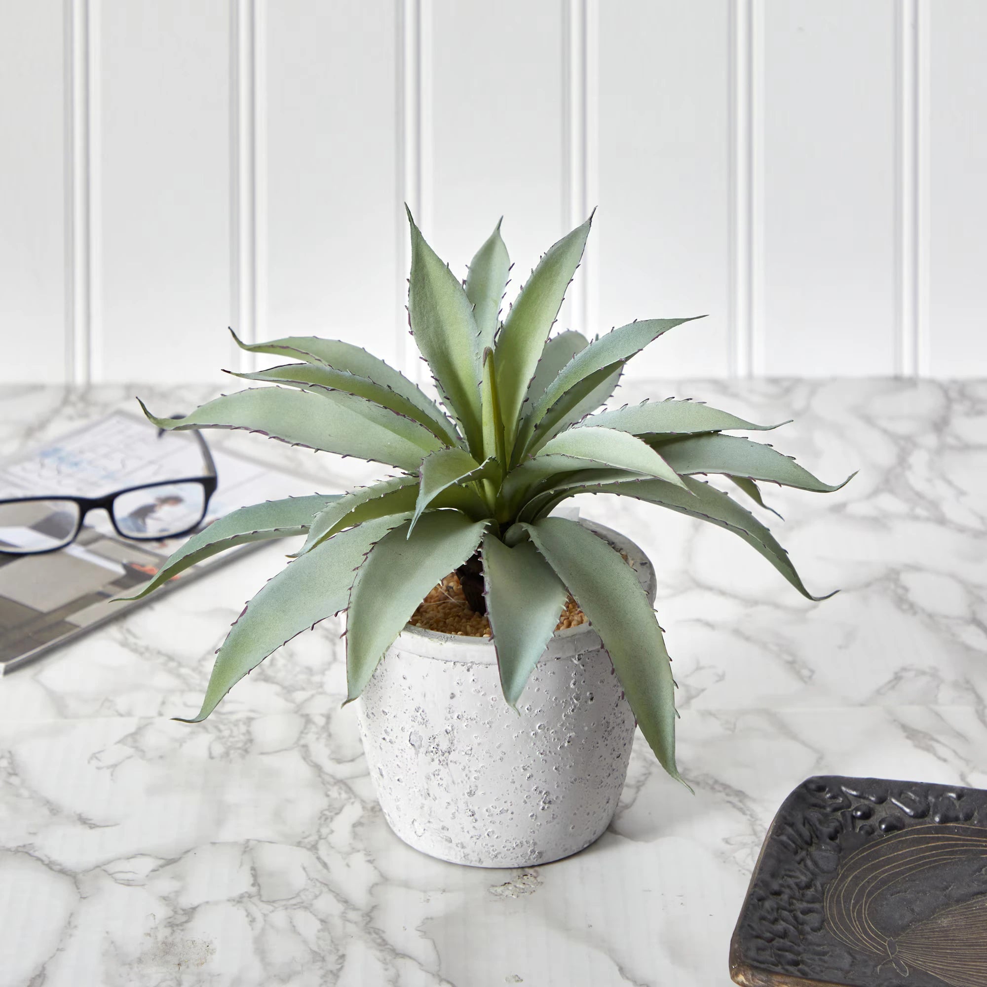 Aloe Succulent - TidyPlant